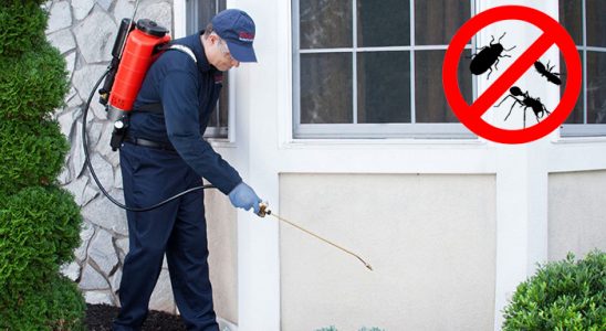 Şemikler Fare İlaçlama böcek ilaçlama ve haşere kontrolü — ilaclama-tr.com